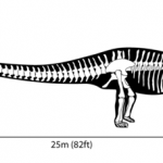 “Hi, diplodocus. I honestly can’t tell which end I should be talking to.”